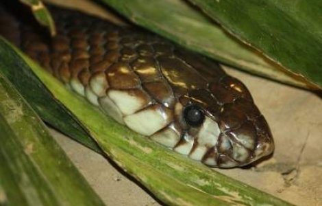 Cobra "fugitiva" din New York a fost gasita