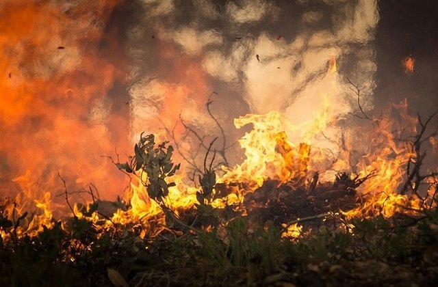 Incendiu in Parcul National Domogled unde ard aproximativ 15 hectare de padure intr-o zona greu accesibila