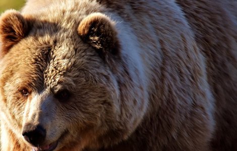 Un barbat si o adolescenta, atacati de urs in fata unui bloc din Fagaras