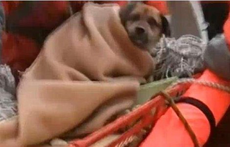  Video  Un caine a fost savat in Japonia, la trei saptamani dupa cutremur