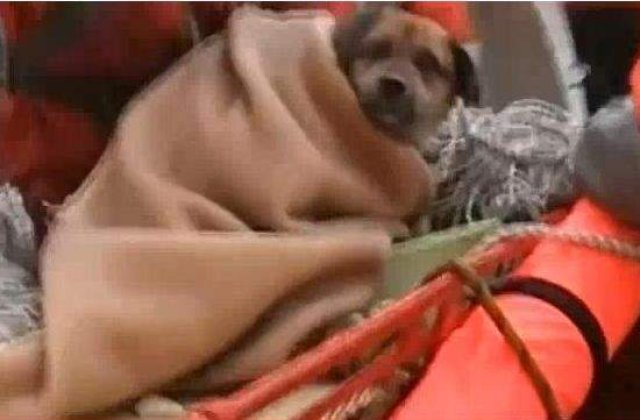 [VIDEO] Un caine a fost savat in Japonia, la trei saptamani dupa cutremur