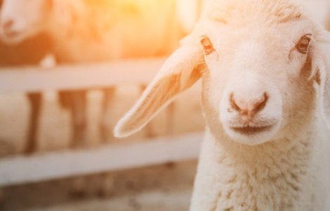 Campania "Alege oaia!", lansata de Ministerul Agriculturii