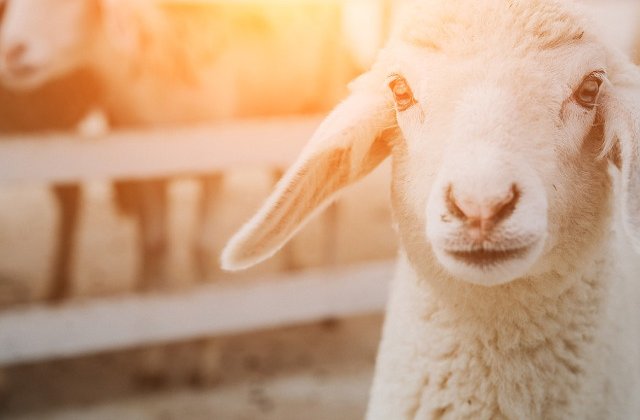 Campania "Alege oaia!", lansata de Ministerul Agriculturii