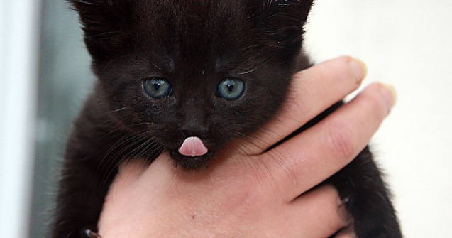  Top  E imposibil sa iti aduca ghinion! 10 pisici negre care te vor cuceri