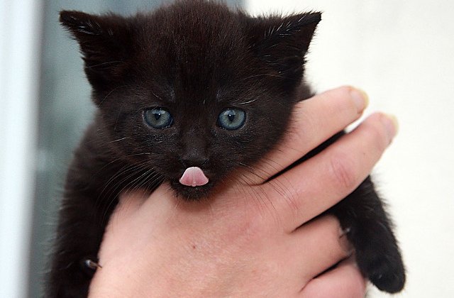 Atat de dragalase, incat nu iti pot aduce ghinion! 10 pisici negre care te vor cuceri