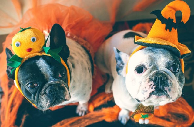 Sunt atat de comici incat te vei abtine cu greu sa nu razi! 10 cei mai haiosi caini costumati de Halloween