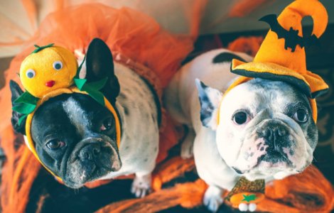  Top  10 cei mai haiosi caini costumati de Halloween