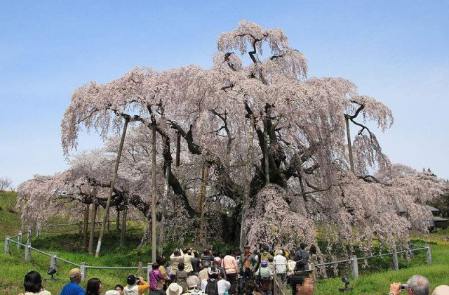 20 de lucruri interesante despre Japonia