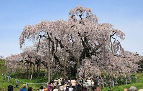  Top  20 de lucruri interesante despre Japonia