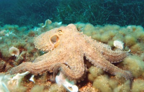 O caracatita prezice victoria Barcelonei impotriva lui Sahtior