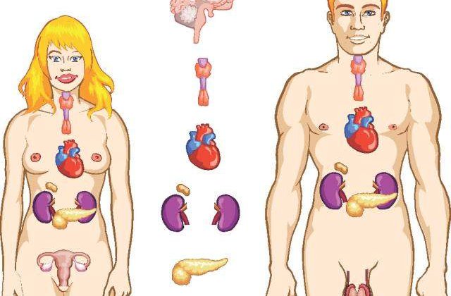 Cum sa ne reglam bioritmul zilnic al organelor interne