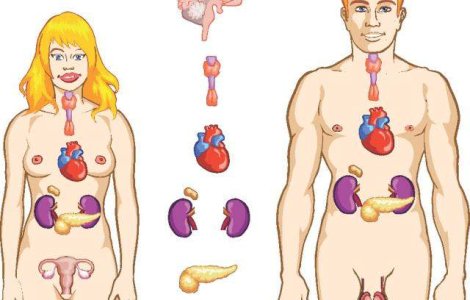 Cum sa ne reglam bioritmul zilnic al organelor interne