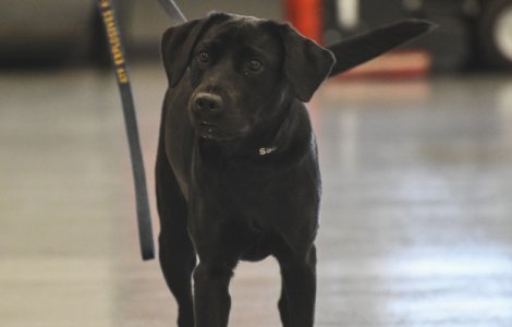 Un caine CIA a fost concediat pentru ca prefera sa se joace in loc sa caute bombe