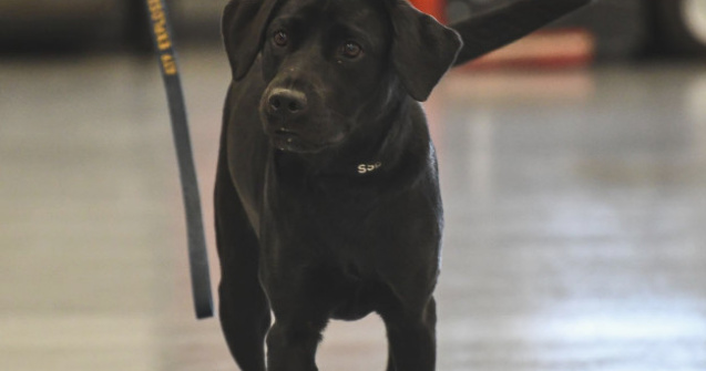 Un caine CIA a fost concediat pentru ca prefera sa se joace in loc sa caute bombe