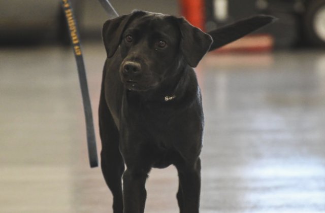 Un caine CIA a fost concediat pentru ca prefera sa se joace in loc sa caute bombe