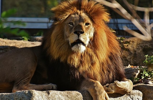 Copilaria celor mai feroce animale. 7 fotografii care te vor induiosa