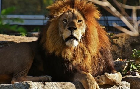  Top  Copilaria celor mai feroce animale. 7 fotografii care te vor induiosa