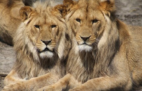 Trei lei au salvat o fetita in varsta de 12 ani din mainile rapitorilor