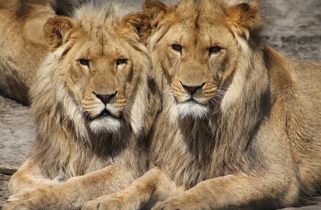 Trei lei au salvat o fetita in varsta de 12 ani din mainile rapitorilor