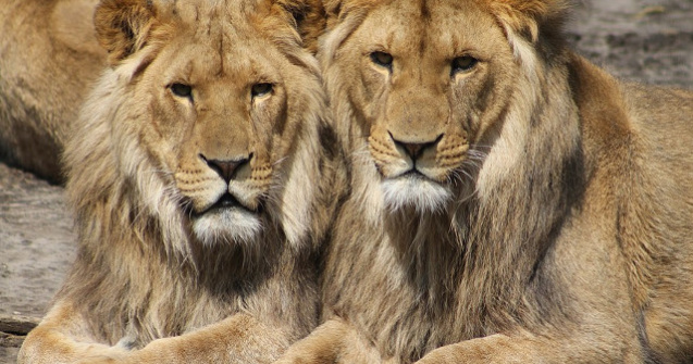 Trei lei au salvat o fetita in varsta de 12 ani din mainile rapitorilor