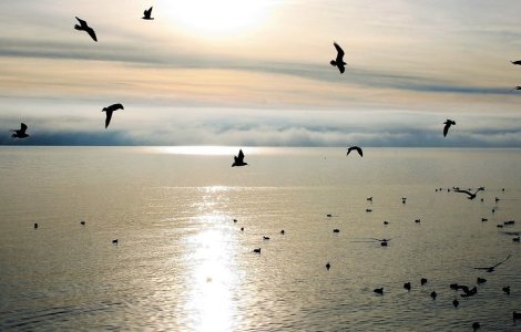 Si-a ucis intentionat cei trei copii aruncandu-se cu masina in lac