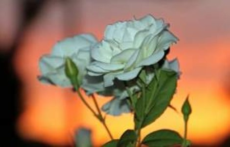 Limbajul secret al florilor