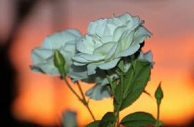 Limbajul secret al florilor