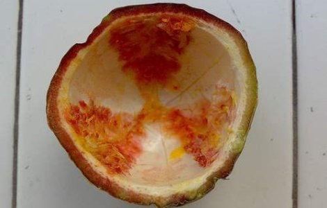 Urme de iod radioactiv depistate in spanacul din China