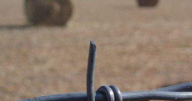 Zeci de cadavre, descoperite la o ferma din Mexic