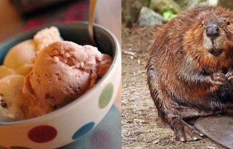  Video  Inghetata de vanilie contine "extract de castor"