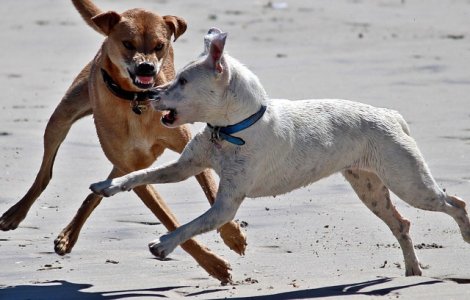 Un barbat a ajuns in stare grava la spital dupa ce a fost atacat de caini