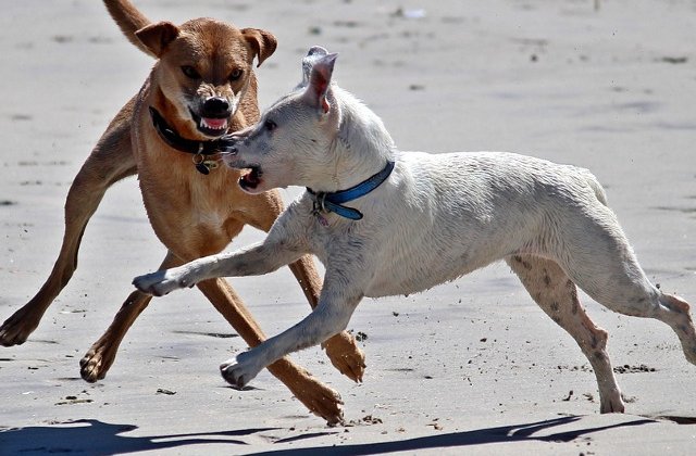 Un barbat a ajuns in stare grava la spital dupa ce a fost atacat de caini