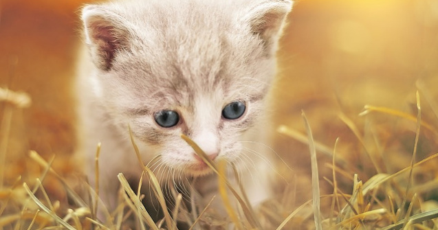  Top  10 animale pe care le poti creste in apartamentele de bloc