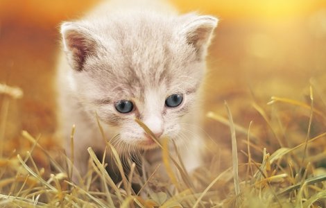  Top  10 animale pe care le poti creste in apartamentele de bloc