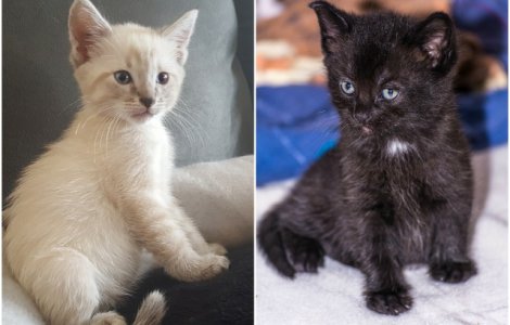  Top  Pisici albe versus pisici negre: poti decide care este mai dragalasa?