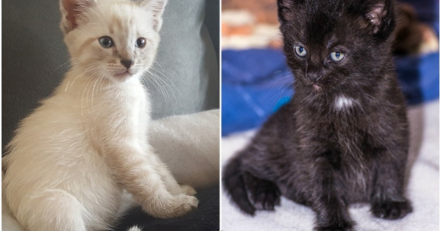  Top  Pisici albe versus pisici negre: poti decide care este mai dragalasa?
