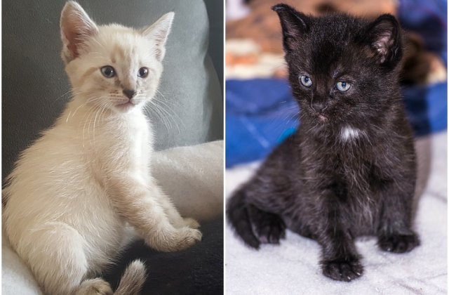 Pisici albe versus pisici negre: poti decide care este mai dragalasa?