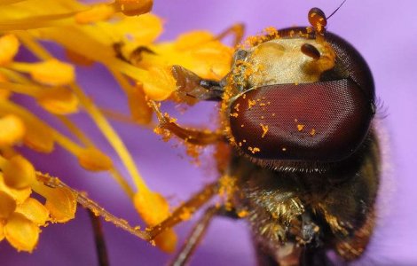 Esti alergic la polen? Da vina pe CO2!