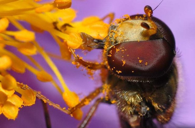 Esti alergic la polen? Da vina pe CO2!