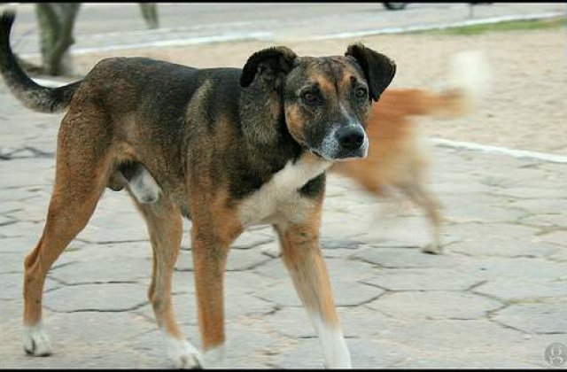 Victimele cainilor maidanezi