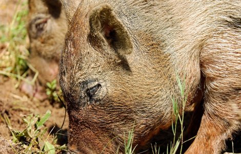 Prahova: Cioban atacat de mistret; barbatul a ajuns la spital cu rani grave la soldul drept