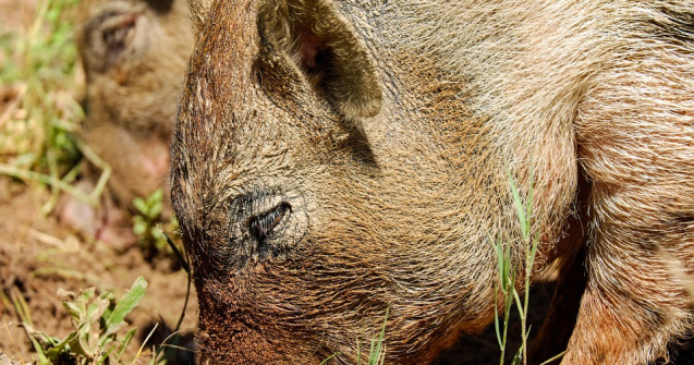 Prahova: Cioban atacat de mistret; barbatul a ajuns la spital cu rani grave la soldul drept