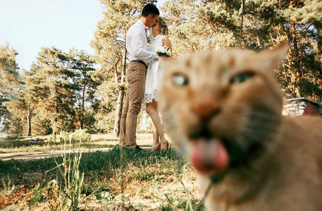 Invitati neasteptati: 10 poze de nunta care te vor face sa razi cu lacrimi