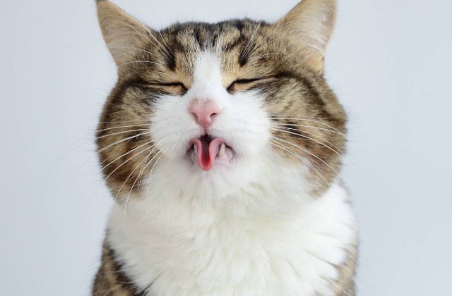 Faceti cunostinta cu motanul Rexie, maestru in trucuri si jonglerii cu limba