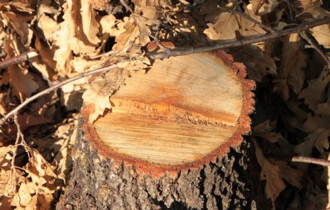 Un padurar a fost agresat si sechestrat de un grup de persoane surprinse in timp ce taiau ilegal arbori