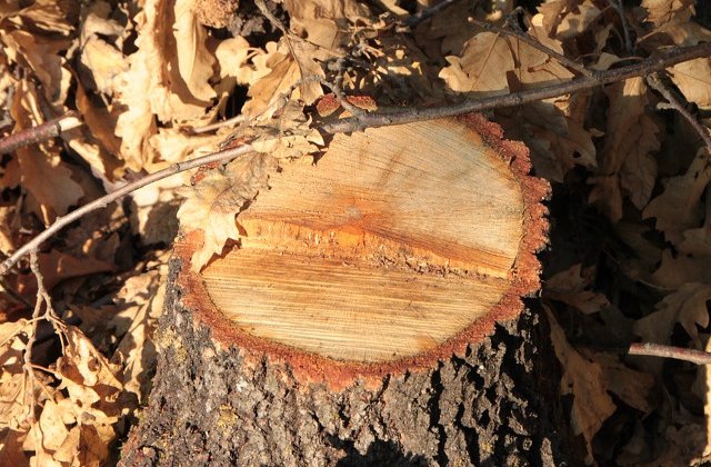 Un padurar a fost agresat si sechestrat de un grup de persoane surprinse in timp ce taiau ilegal arbori