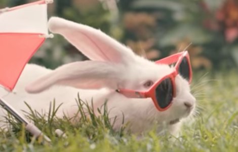 Guvernul conservator polonez isi indeamna cetatenii sa se inmulteasca ca iepurii