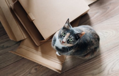 Motivul pentru care pisicile adora cutiile de carton