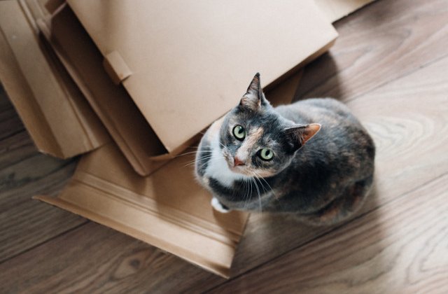 Motivul pentru care pisicile adora cutiile de carton