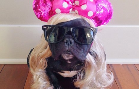 Trotter, buldogul francez devenit maestru al deghizarilor